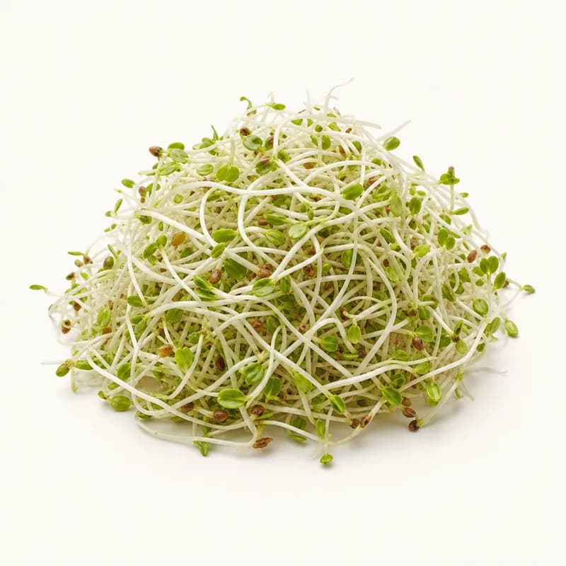 Alfalfa Sprouts