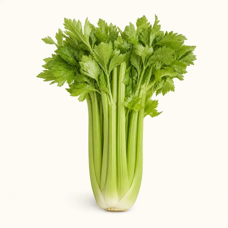 Bunch Celery