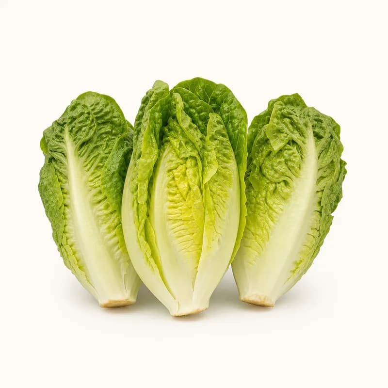 Checked Baby Romaine