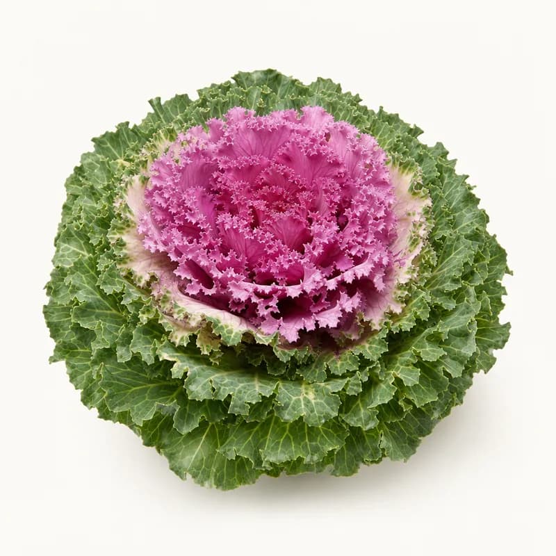 Checked Flower Kale