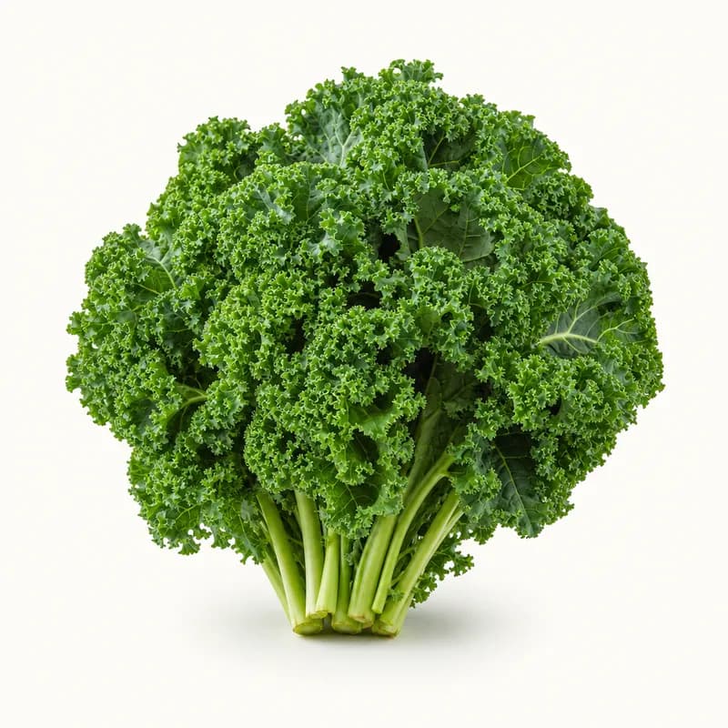 Checked Kale Green