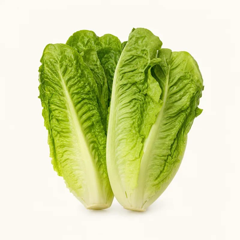 Checked Romaine