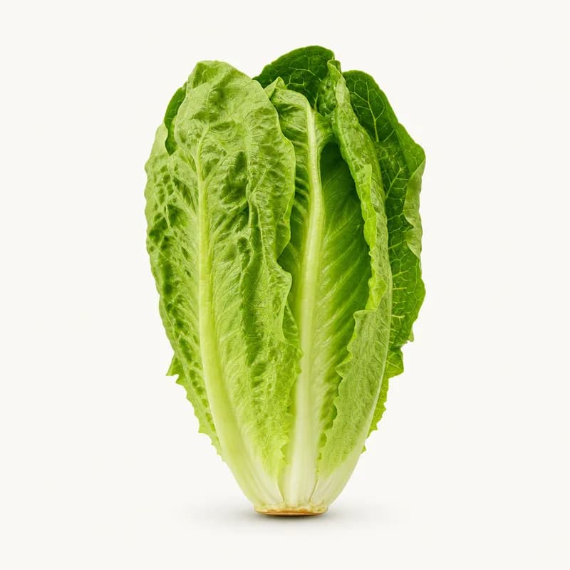 Checked Romaine Big Container