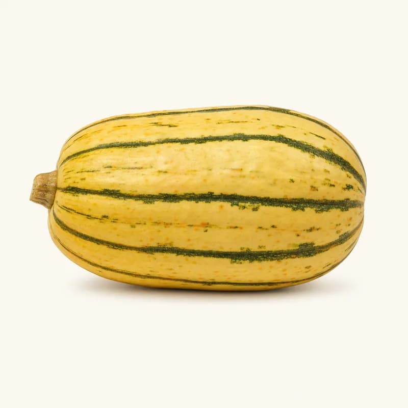 Squash Delicata