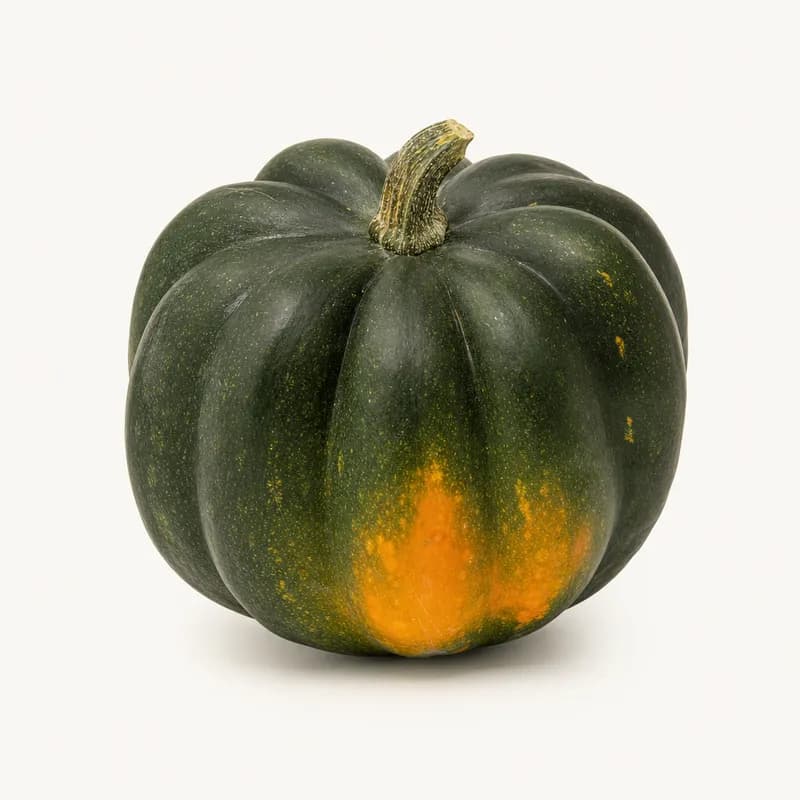 Squash Acorn