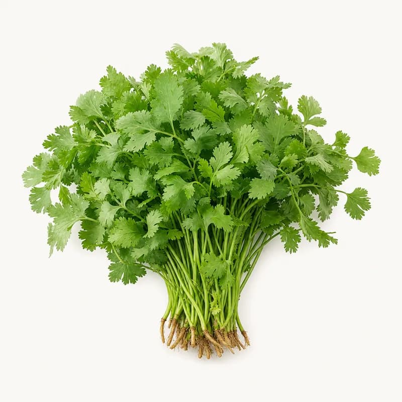 Cilantro