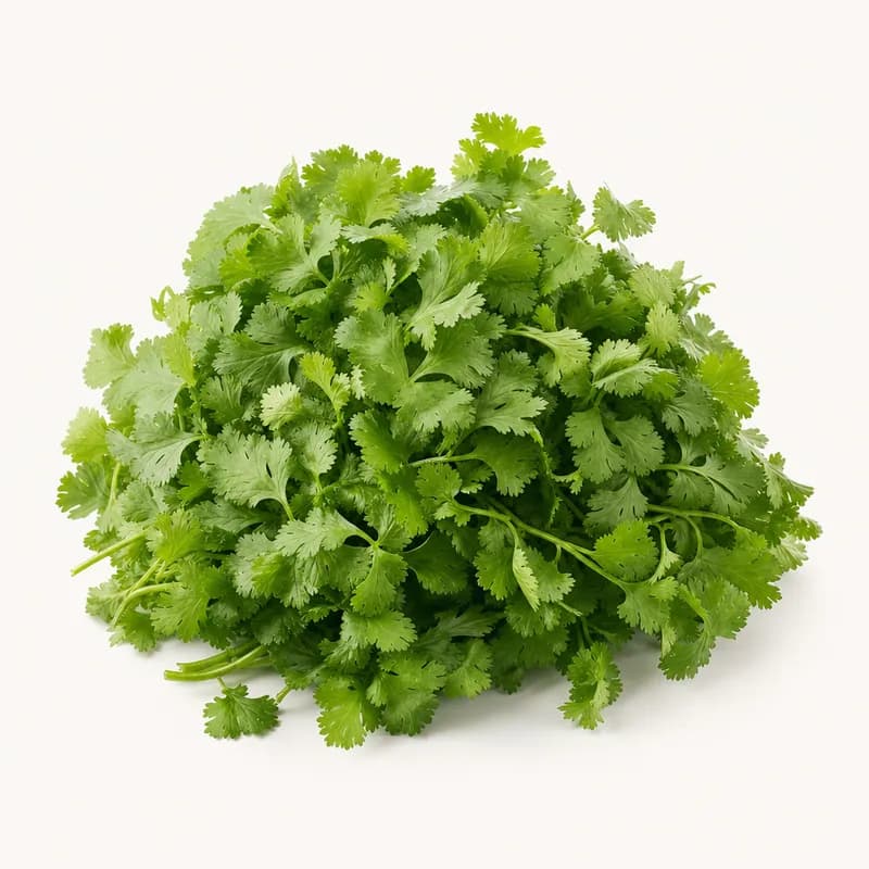 Checked Cilantro
