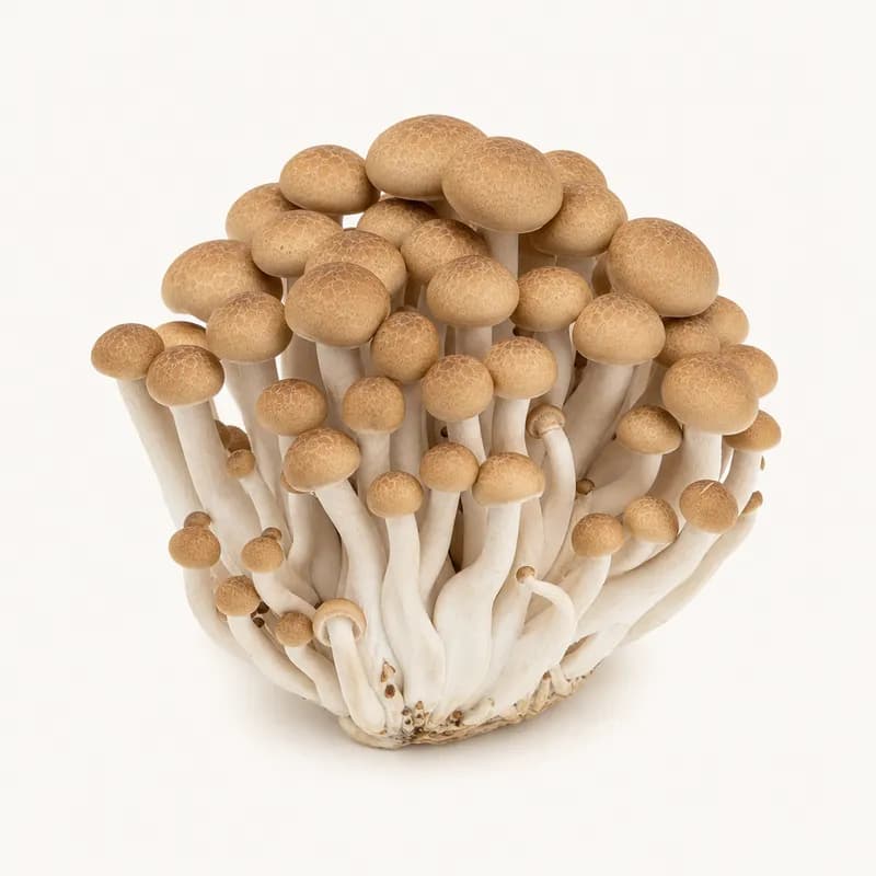 Mushroom Beech White / Brown