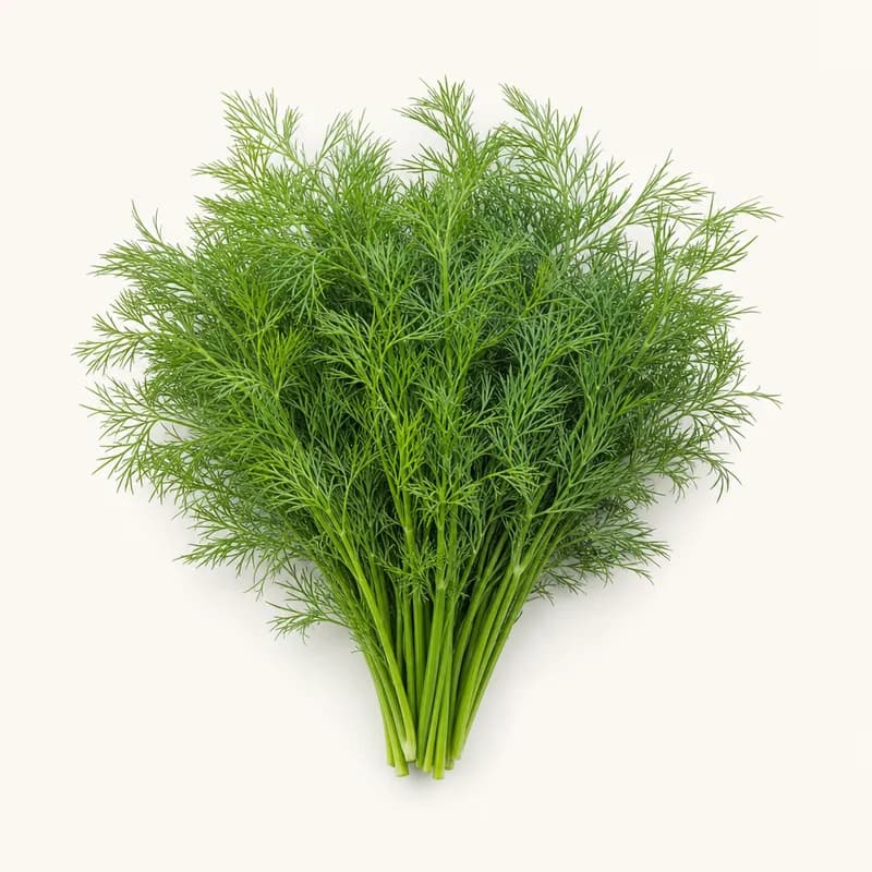 Dill