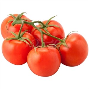 Tomato Holland Vine